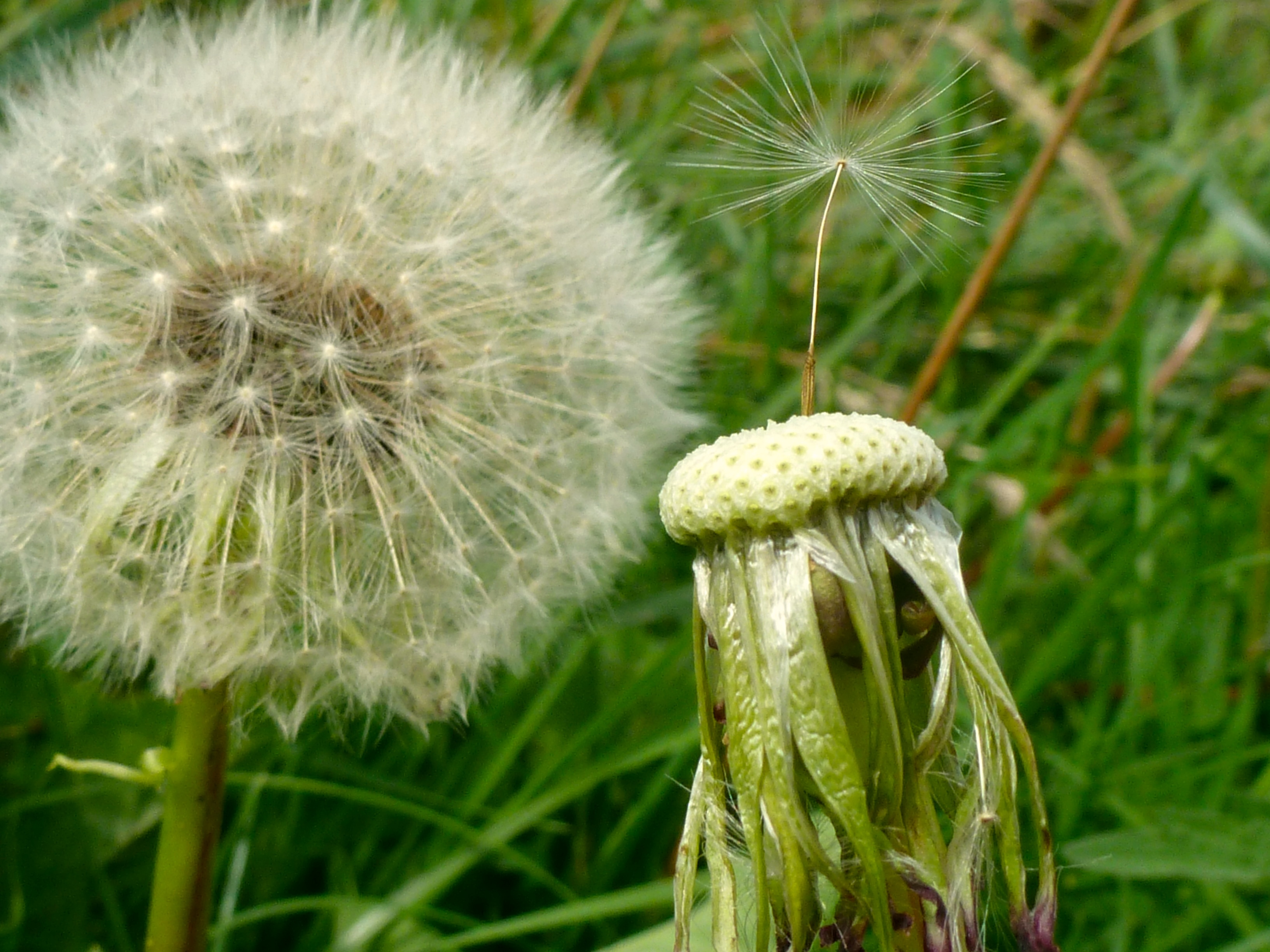 You Are Pure Potential