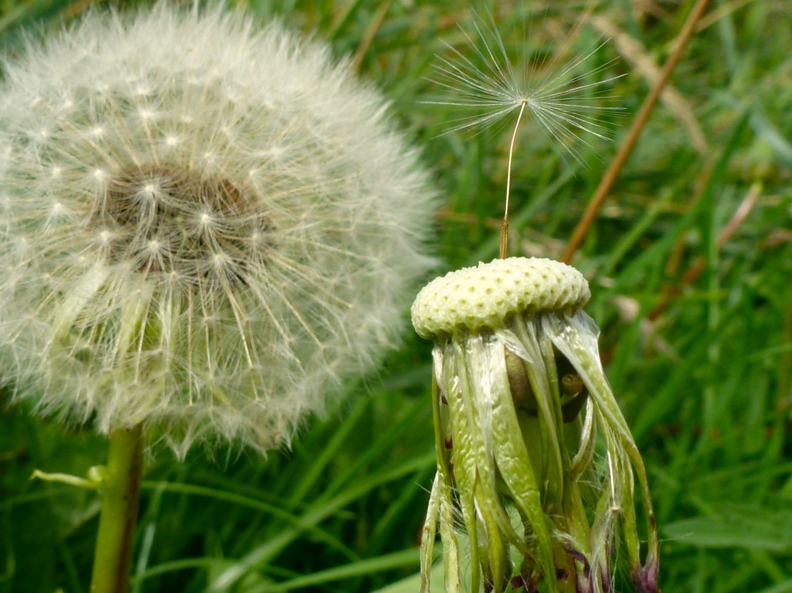 You Are Pure Potential