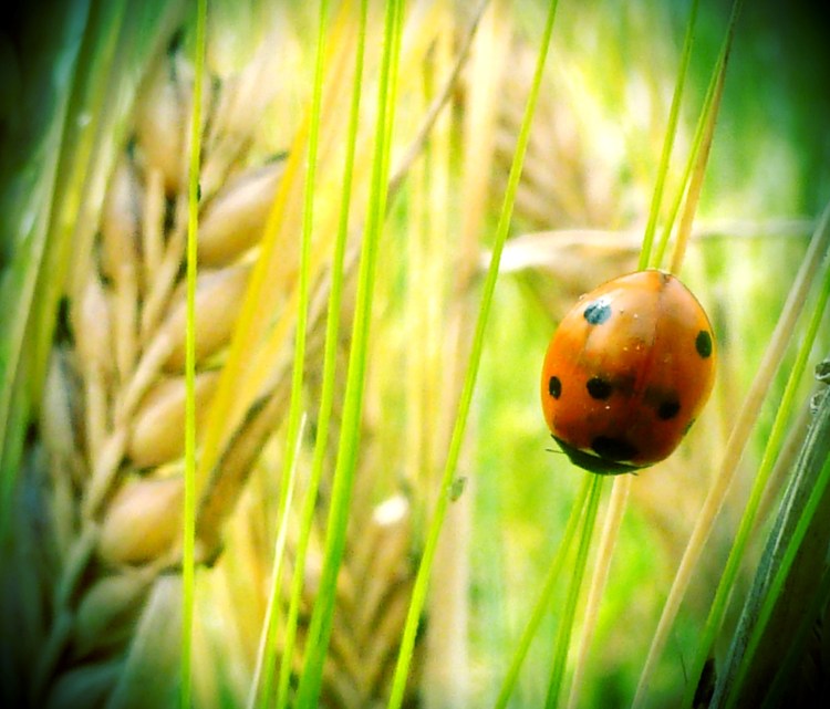 Ladybird